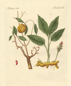 Plantes tinctoriales - German School