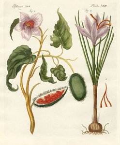 Plantes tinctoriales - German School