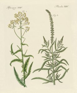 Plantes tinctoriales - German School