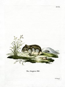 Hamster nain de Dzungarie - German School