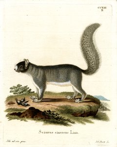 Écureuil gris de l