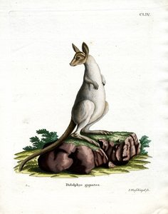 Kangourou gris de l