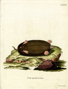 Taupe orientale