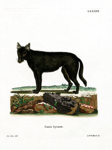 Loup de l