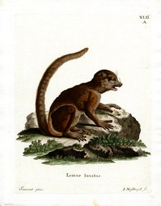 Lémur laineux de l