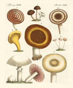 Champignons comestibles