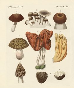 Champignons comestibles
