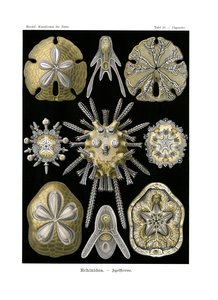 Echinidea, 1899-1904 - German School