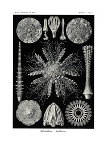 Echinidea, 1899-1904 - German School