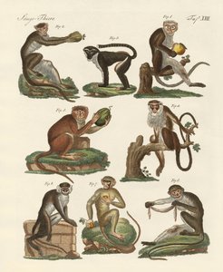 Huit types de guenon - German School