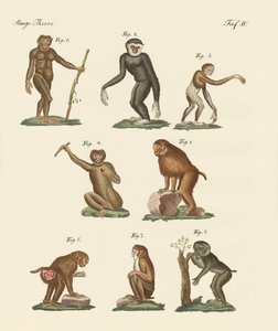 Huit types de singes - German School