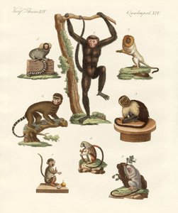 Huit types de singes - German School