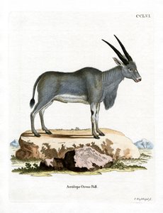 Antilope éland