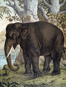Éléphant - dans "Histoire naturelle des mammifères", éd. Schreiber, Munich