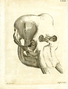 Crâne d