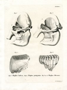 Crânes d