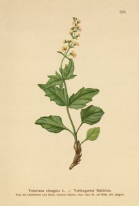 Valériane allongée (Valeriana elongata)