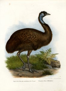 Casoar à casque, 1864