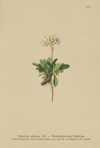 Valériane à feuilles entières (Valeriana saliunca) - German School