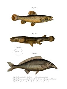Erythrin de Malabar