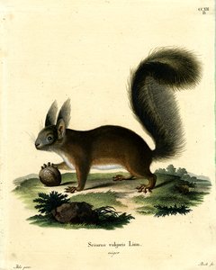 Écureuil roux eurasien