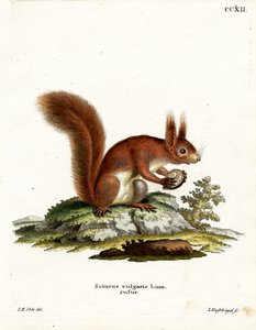 Écureuil roux