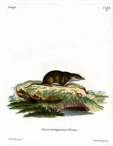 Musaraigne eurasienne