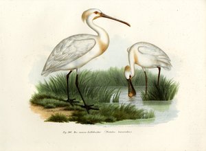 Spatule blanche, 1864 - German School