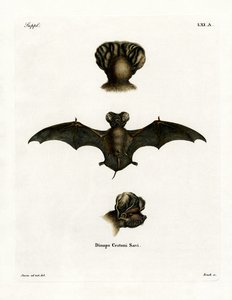 Chauve-souris à queue libre européenne - German School