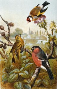 Chardonneret élégant, Bulbul ictérin et Bouvreuil pivoine, planche de "Brehm