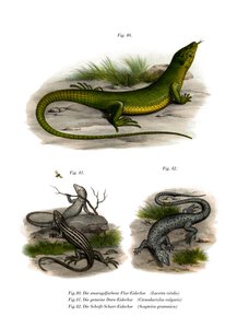 Lézard vert européen