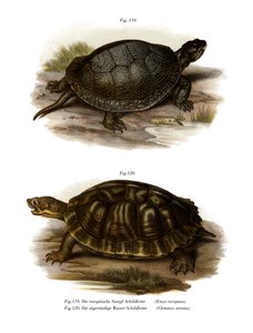 Tortue de bassin européenne