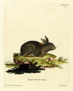 Lapin européen - German School