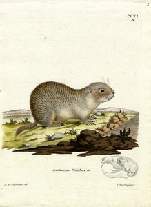 Spermophile européen - German School