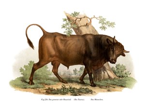 Bétail européen, 1860