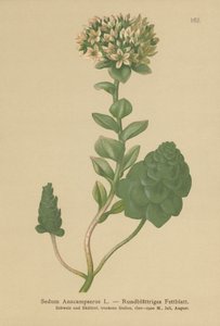 Orpin toujours vert (Sedum Anacampseros, Hylotelephium anacampseros) - German School