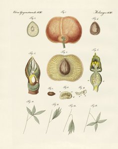 Évolution et reproduction des plantes et sommeil des feuilles - German School