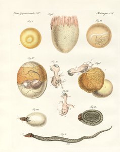 Évolution des poules, pigeons et serpents à partir des œufs - German School