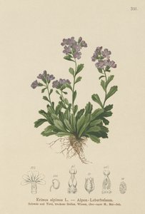 Erin des Alpes (Erinus alpinus) - German School