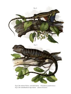 Lézard à gorge en éventail