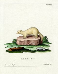 Furet - German School