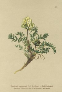 Oxytropis des champs (Oxytropis campestris) - German School