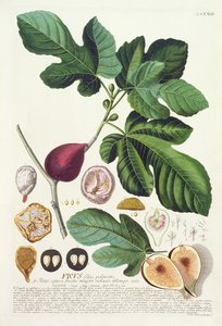 Figue, gravée par Johann Jakob Haid (1704-67) planche 73 d