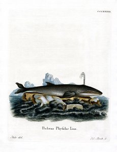 Baleine à Nageoires - German School