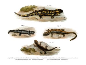Salamandre de feu