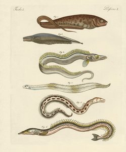 Poissons - German School