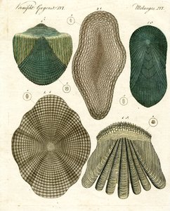 Écailles de poisson - German School
