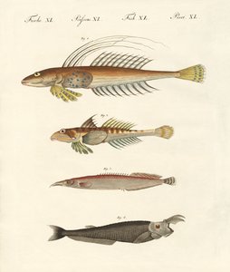 Poisson à forme étrange - German School