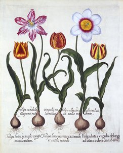 Five Tulips, de Hortus Eystettensis, par Basil Besler, pub. 1613 - German School