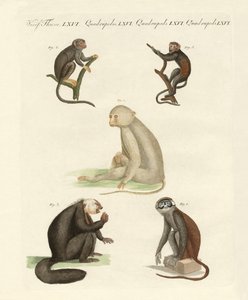 Cinq types de singes - German School